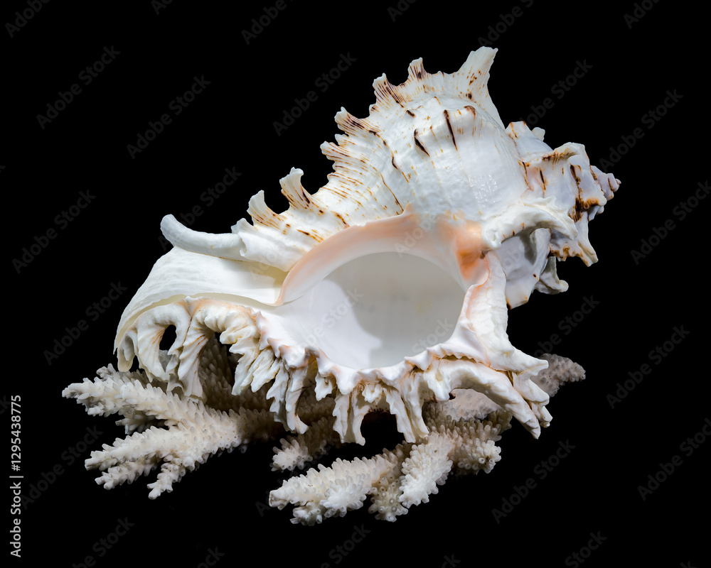 Ramose Murex Shell on white coral black background Ramose Murex Shell on white coral black background
