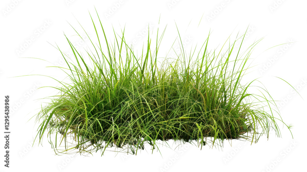 Obraz premium Green grass growing on transparent background