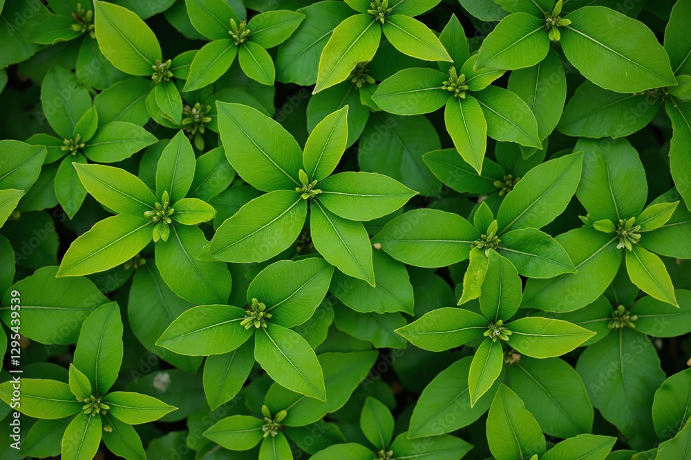 pile of green leaves sitting on top of a table pile of green leaves sitting on top of a table
