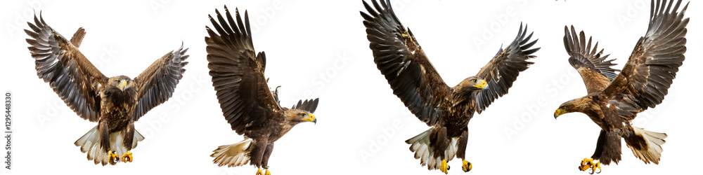 Set of four flying eagles in different poses isolated on transparent background