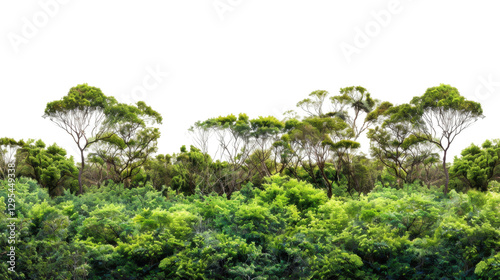Lush green foliage creating a natural border on transparent background