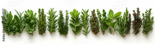 Panel kuchenny z motywem Fresh Herb Illustration: Rosemary, Thyme, Sage