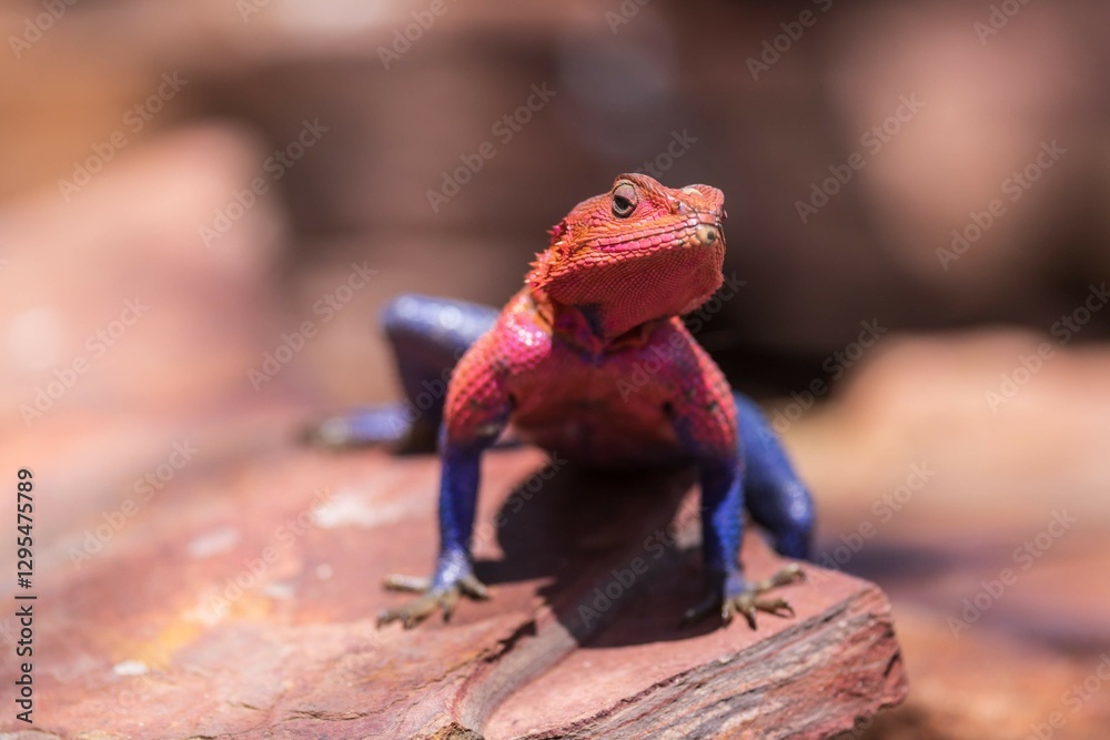 Vibrant Agama: A Colorful Lizard on a Rocky Perch, Serengeti, Tanzania, Africa