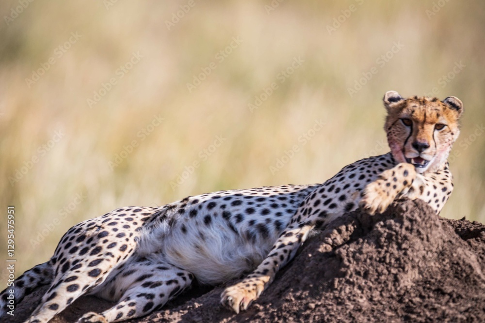 Naklejka premium Cheetah Resting Atop Termite Mound in Savannah, Serengeti, Tanzania, Africa