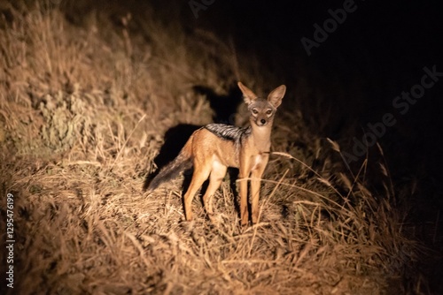 Photography Jackal Standing in Grassy Field Illuminated by Light, Tarangire National Park, T