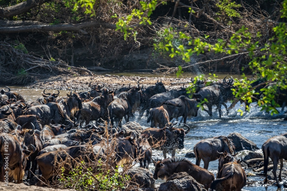 Wildebeest Herd Crossing a Rocky Riverbank in the Wild, Serengeti, Tanzania, Africa Wildebeest Herd Crossing a Rocky Riverbank in the Wild, Serengeti, Tanzania, Africa
