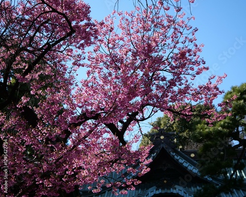 Wallpaper Mural 緋寒桜 Torontodigital.ca