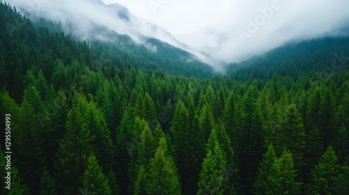 Aerial view of a lush green forest surrounded by misty mountains creating a serene natural environment : Generative AI