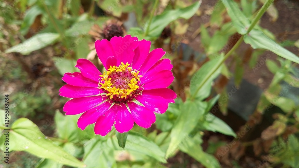 Fototapeta premium Beautiful pink Zinnia Flower in Bloom – Macro Photography. Close-Up of a Fresh pink Zinnia Flower with Petal Details. Elegant pink Zinnia Flower Isolated in Nature. Bright pink Zinnia Blossom