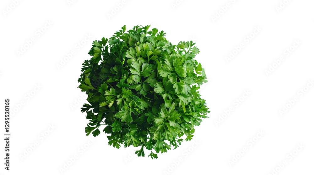 Fototapeta premium Fresh parsley bunch isolated on transparent background, perfect for culinary projects