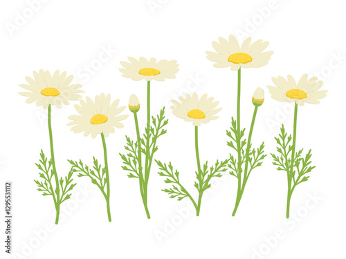 Vector illustration of white flowers of marguerites or daisies isolated on background.