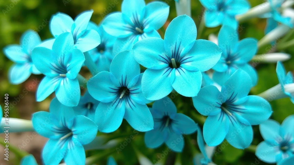 A cluster of vibrant turquoise flowers with delicate petals and dark centers. A cluster of vibrant turquoise flowers with delicate petals and dark centers.