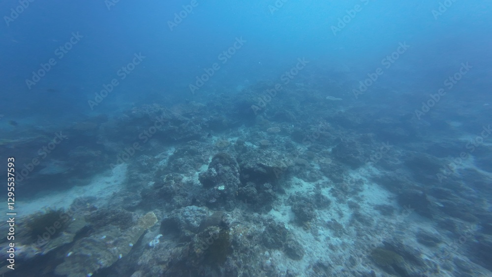 Underwater sea ocean water with beautiful diverse corals and fishes swimming Underwater sea ocean water with beautiful diverse corals and fishes swimming