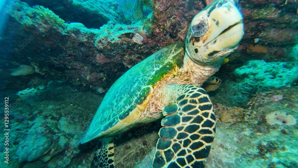 Fototapeta premium A Green sea turtle swimming underwater