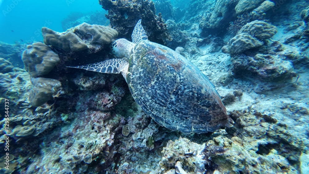 Obraz premium A Green sea turtle swimming underwater