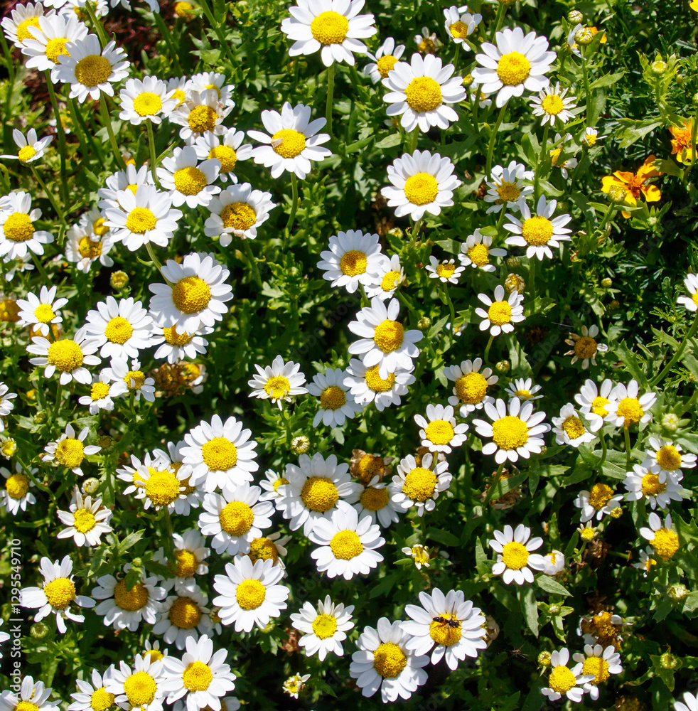 A field of white daisies with yellow centers A field of white daisies with yellow centers