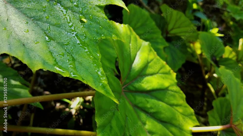 Water drops on the leaves. Dew-Covered Leaves with Dripping Water Droplet. Water drops on a green leaf. Slow motion Water drops on the leaves. Dew-Covered Leaves with Dripping Water Droplet. Water drops on a green leaf. Slow motion