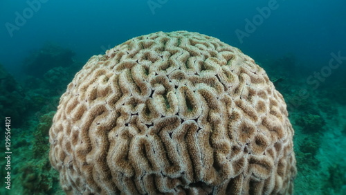 Marine life grooved Brain coral close up