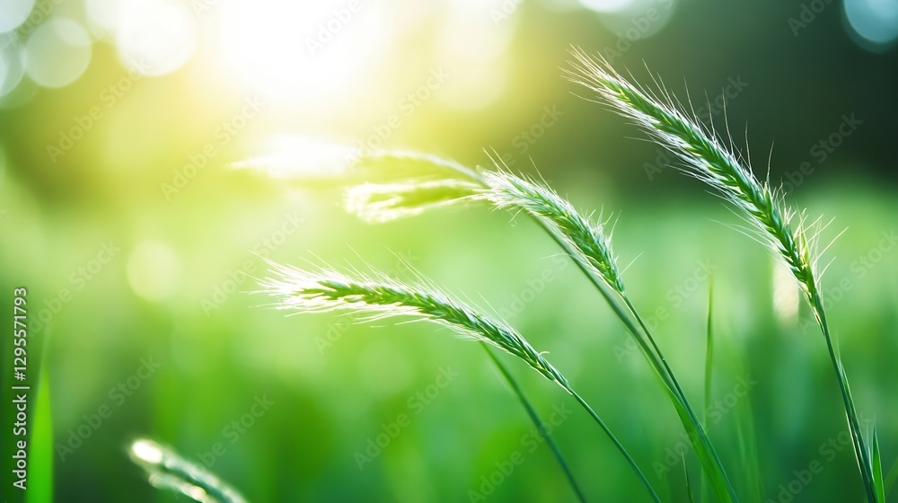 Closeup view of golden green grass against a soft glowing background filled with bokeh light effects : Generative AI Closeup view of golden green grass against a soft glowing background filled with bokeh light effects : Generative AI