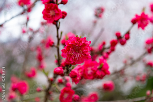 花桃