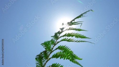 Funny play of sunlight with a branch of fern. Picturesque plant against bright blue sky. Sunny day. Beautiful amazing nature background close up. 4K video.
