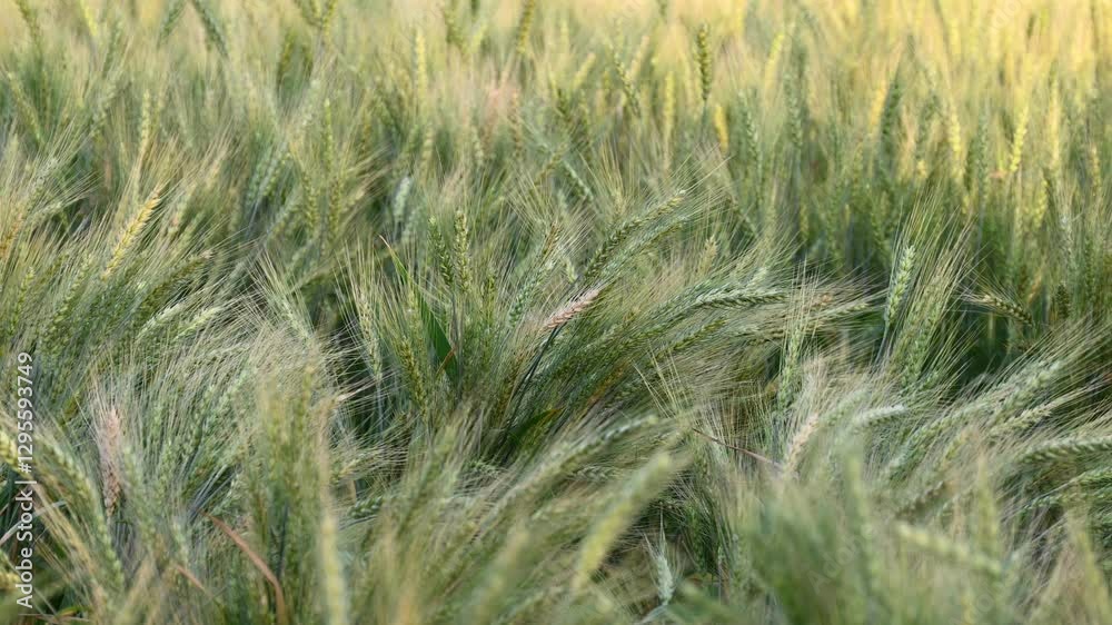 Green spring wheat field crops close-up. Young wheat ears or spikelets. Ripe ears of meadow wheat field. Ears of green wheat close up.