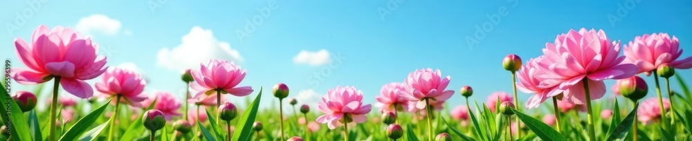 Pink peonies blooming in a lush green meadow under a bright blue sky, pink flowers, garden, spring Pink peonies blooming in a lush green meadow under a bright blue sky, pink flowers, garden, spring