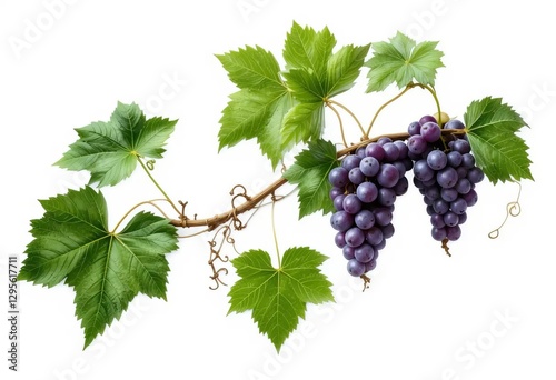 A close-up of a green grape vine with leaves and tendrils, isolated on a white background