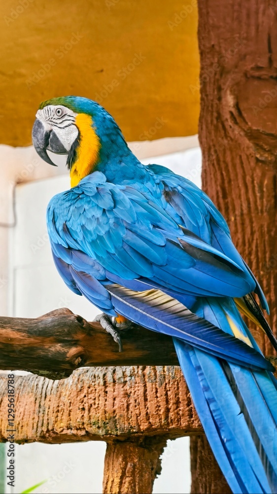Obraz premium Majestic Blue-and-Yellow Macaw Perched on a Wooden Branch