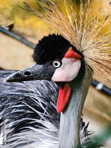 Close-Up of a Majestic Grey Crowned Crane with Golden Crest