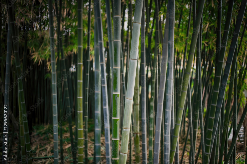 Bamboo Forest with Tall Green Bamboo Stems Bamboo Forest with Tall Green Bamboo Stems