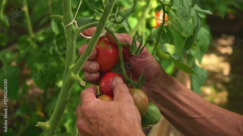  Hands picking ripe tomatoes from a greenhouse vine, showcasing organic gardening. Fresh, pesticide-free vegetables support a healthy lifestyle and sustainable farming