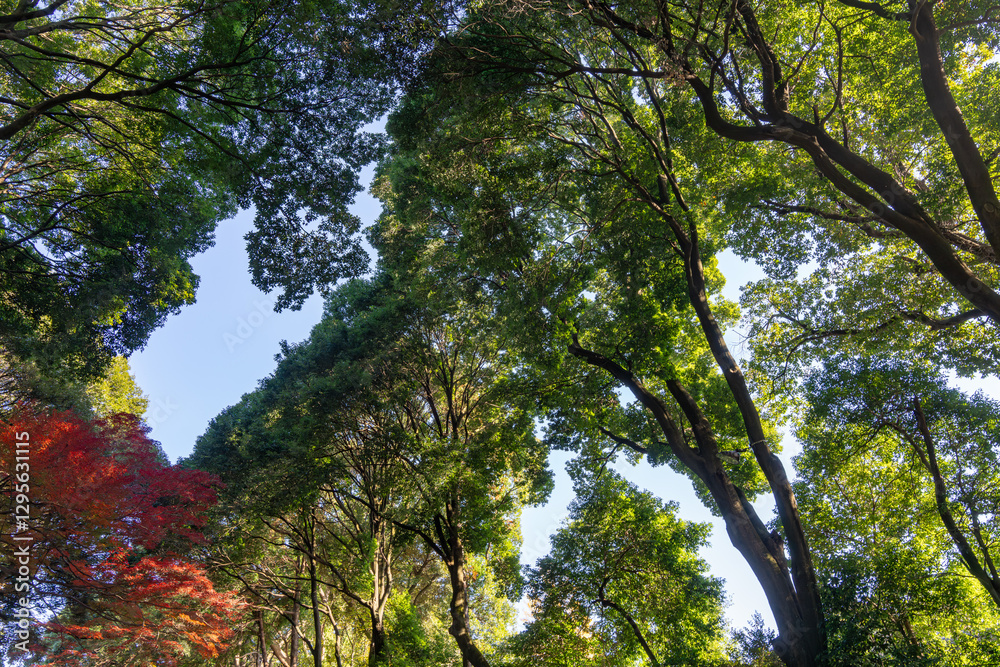 Obraz premium Une scène automnale dans un parc de Tokyo près de Harajuku, où des arbres colorés créent une atmosphère vibrante et sereine.