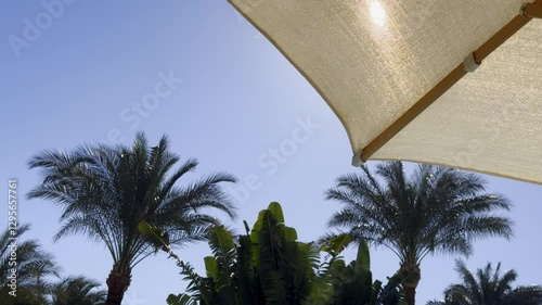 Wallpaper Mural A view looking up at palm trees and beach umbrellas against a clear blue sky on a sunny day. Ideal for themes related to summer, vacations, tropical destinations, relaxation, and outdoor leisure Torontodigital.ca