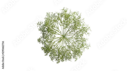 Top view of blooming tree with transparent background for easy integration