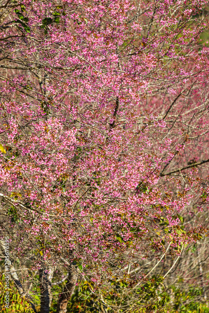 Cherry flower with a pink sakura Prunus cerasoides or Wild Himalayan Cherry,Giant tiger flower and blue sky in Phu Lom Lo ,Phetchabun, Thailand.