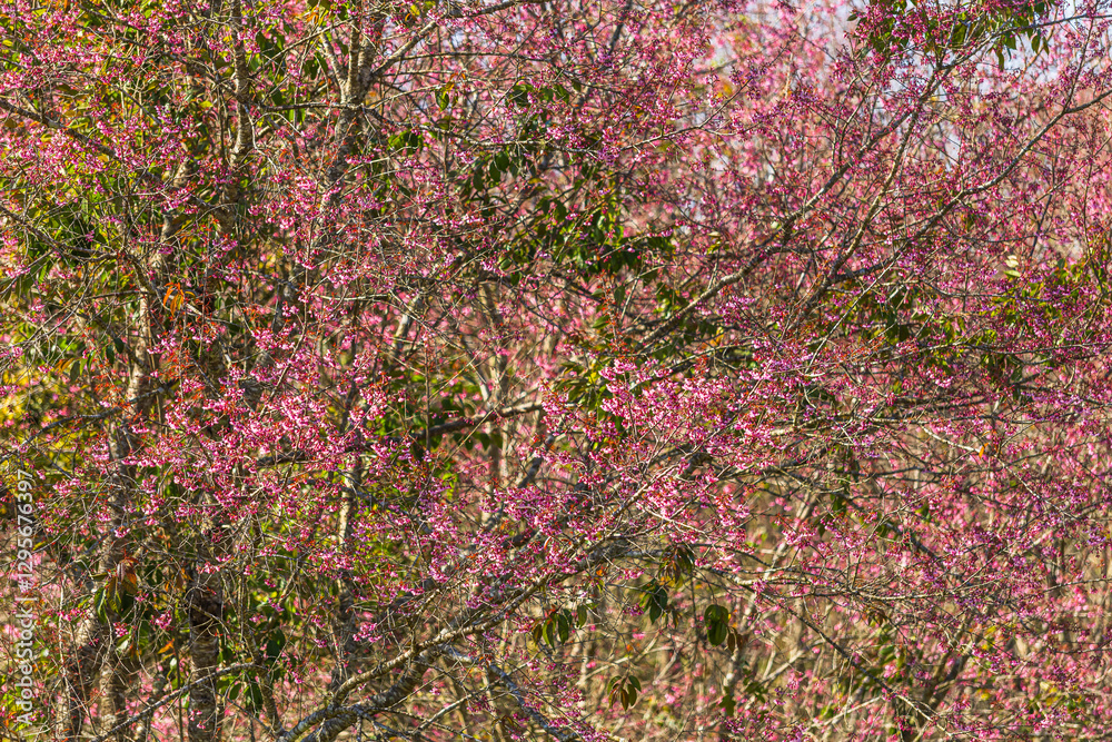 Cherry flower with a pink sakura Prunus cerasoides or Wild Himalayan Cherry,Giant tiger flower and blue sky in Phu Lom Lo ,Phetchabun, Thailand.