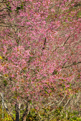 Obraz na płótnie Cherry flower with a pink sakura Prunus cerasoides or Wild Himalayan Cherry,Giant tiger flower and blue sky in Phu Lom Lo ,Phetchabun, Thailand. w salonie