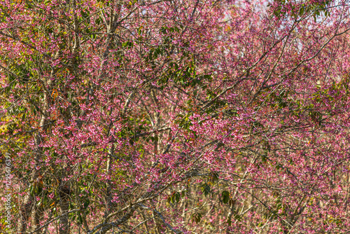 Cherry flower with a pink sakura Prunus cerasoides or Wild Himalayan Cherry,Giant tiger flower and blue sky in Phu Lom Lo ,Phetchabun, Thailand.