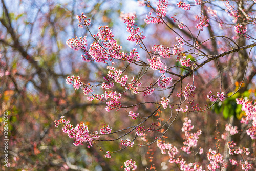 Cherry flower with a pink sakura Prunus cerasoides or Wild Himalayan Cherry,Giant tiger flower and blue sky in Phu Lom Lo ,Phetchabun, Thailand.