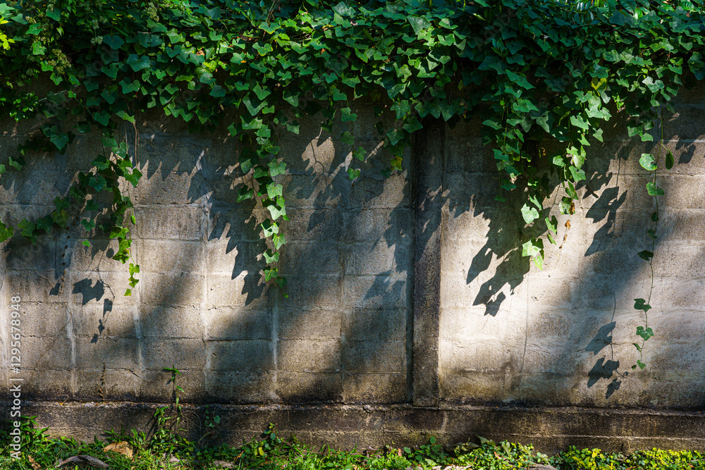 Texture of Abstract old white brick cement wall Where the sun shines in building and green grass plants with green vine leaves that grows naturally background background copy space
