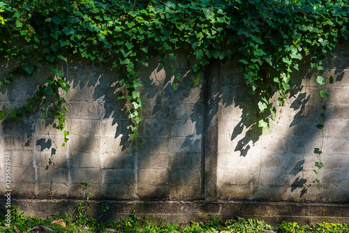 Obraz na płótnie Texture of Abstract old white brick cement wall Where the sun shines in building and green grass plants with green vine leaves that grows naturally background background copy space w salonie