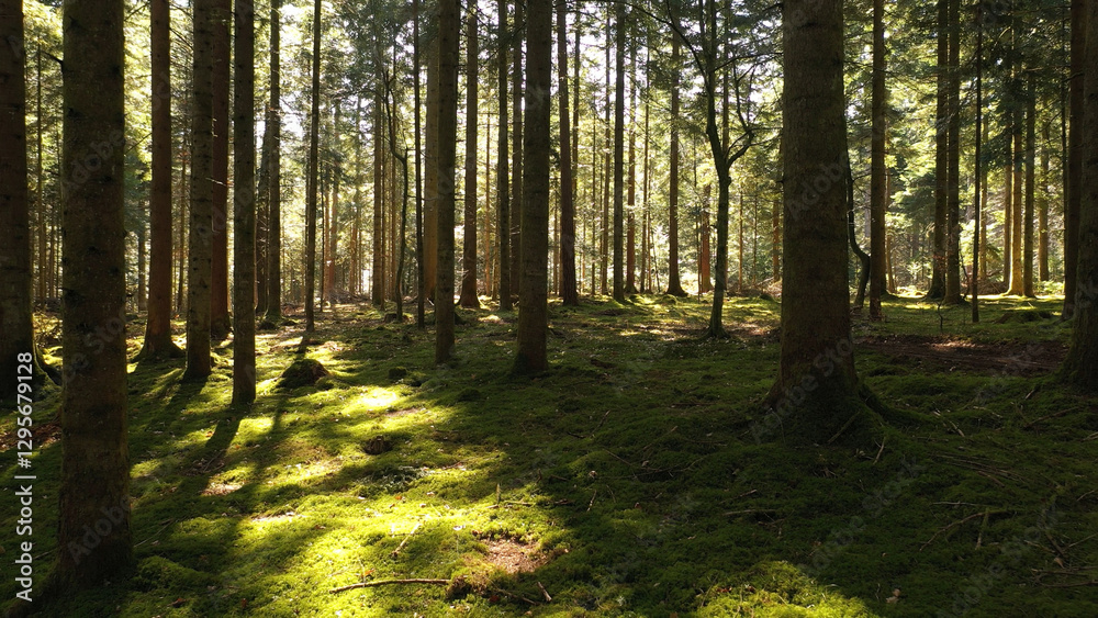 Fototapeta premium Beautiful sunny mossy conifer tree forest landscape.