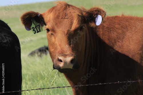  red cow on a farm green grass closeup