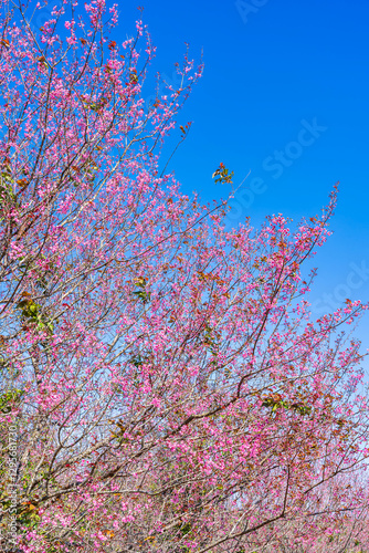 Obraz na płótnie Cherry flower with a pink sakura Prunus cerasoides or Wild Himalayan Cherry,Giant tiger flower and blue sky in Phu Lom Lo ,Phetchabun, Thailand. w salonie