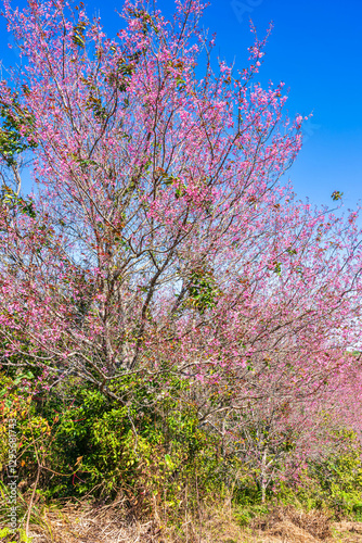 Obraz na płótnie Cherry flower with a pink sakura Prunus cerasoides or Wild Himalayan Cherry,Giant tiger flower and blue sky in Phu Lom Lo ,Phetchabun, Thailand. w salonie