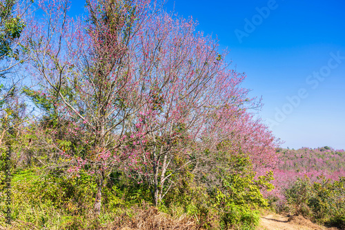 Obraz na płótnie Cherry flower with a pink sakura Prunus cerasoides or Wild Himalayan Cherry,Giant tiger flower and blue sky in Phu Lom Lo ,Phetchabun, Thailand. w salonie