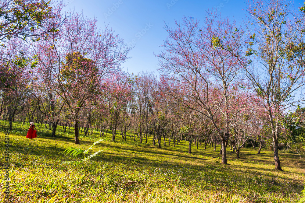 Cherry flower with a pink sakura Prunus cerasoides or Wild Himalayan Cherry,Giant tiger flower and blue sky in Phu Lom Lo ,Phetchabun, Thailand.