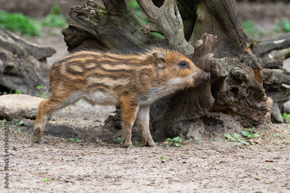 litle wild pig scratches your back on the roots of trees in the forest litle wild pig scratches your back on the roots of trees in the forest