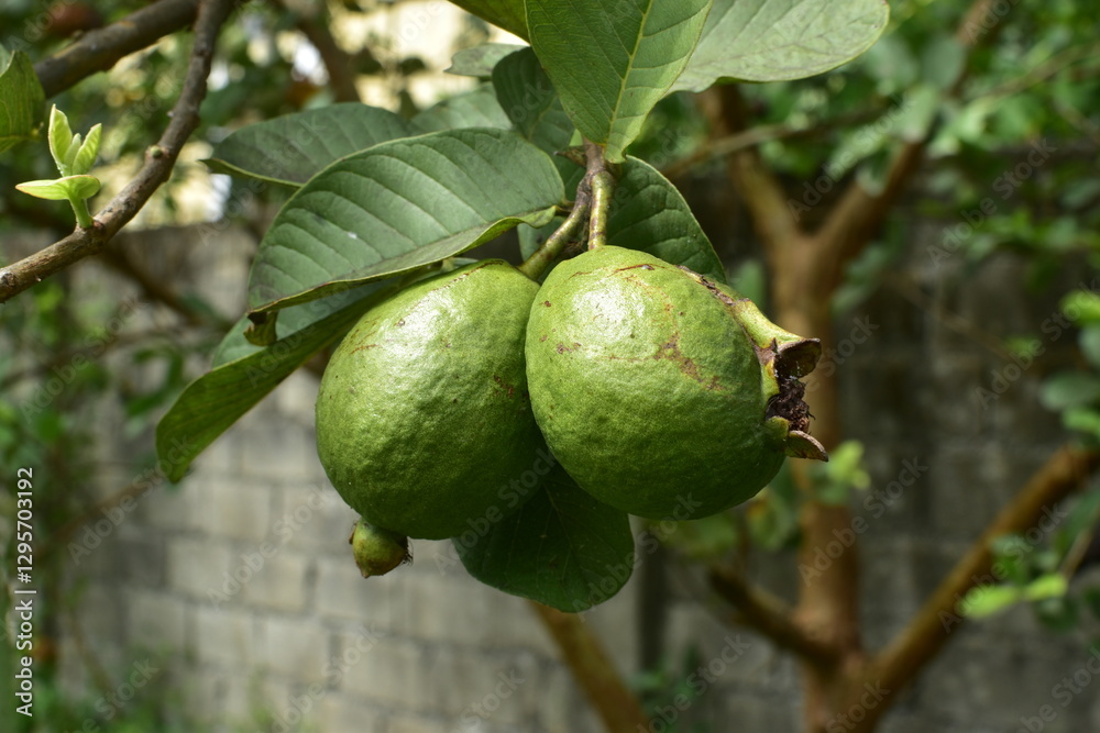 Tropical Fruits on a Tree Branch Tropical Fruits on a Tree Branch